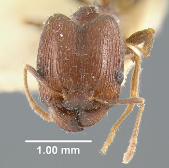 Media type: image;   Entomology 32038 Aspect: head frontal view